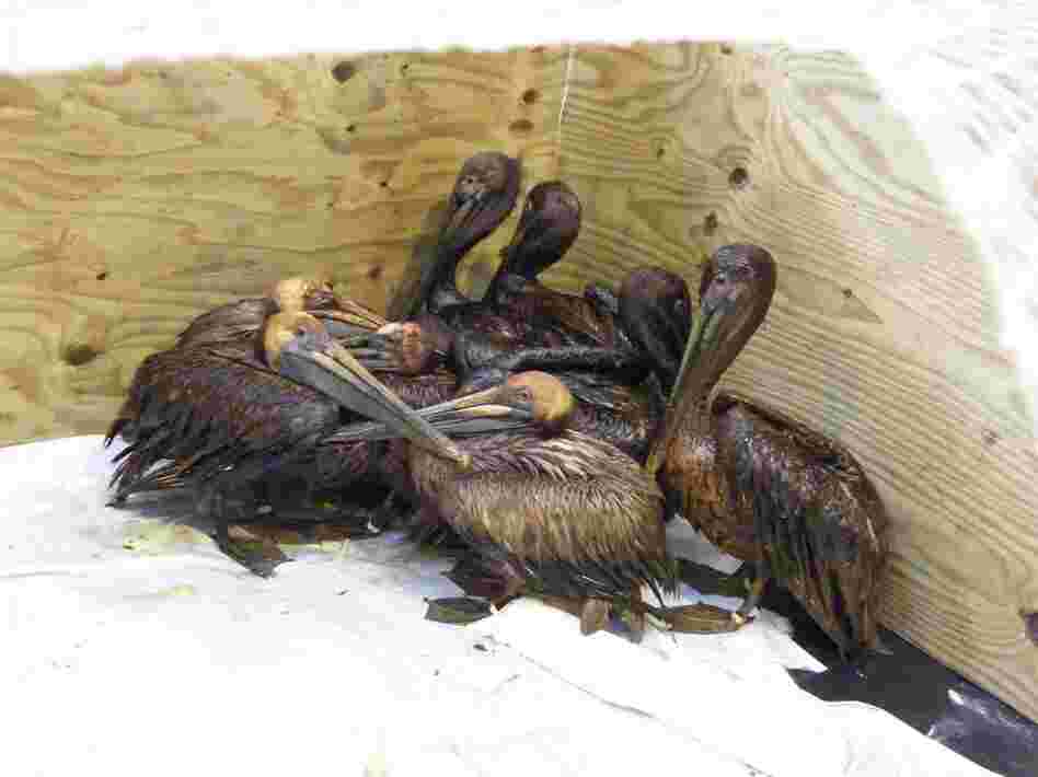 Oiled pelicans rescued June 3 from Grand Terre Island and other barrier islands near Grand Isle huddle in a pen in the rescue center next to Fort Jackson in Louisiana.  Once the crowd of cameras went away, they began to move apart. 