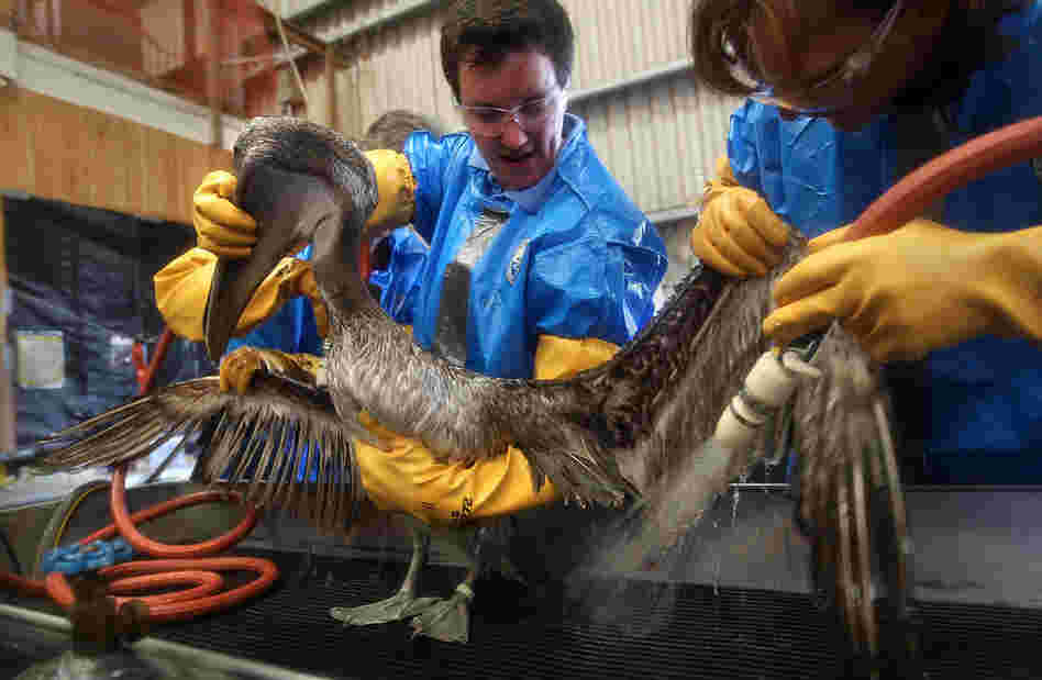 Veterinarians clean an oil-covered brown pelican at the Fort Jackson Wildlife Rehabilitation Center on May 15 in Buras, La. The birds are first rubbed with vegetable oil, which breaks up the crude oil, and then scrubbed with Dawn dish soap. 