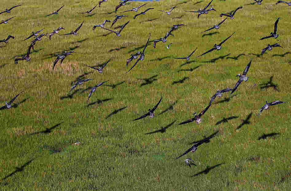 Pelicans take flight near an oil-covered shoreline on May 26 on Brush Island, La. The state has approximately 100,000 brown pelicans, which came off the endangered species list only last year. 