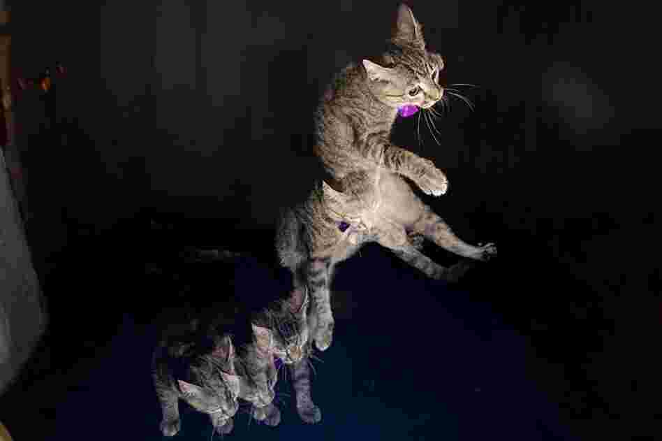 My cat playing,  s_eldridge