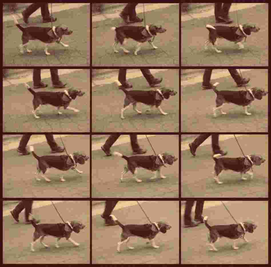 Charlie Trots. Does a beagle's feet all leave the ground at the same time? We prove the answer is no, ssadars