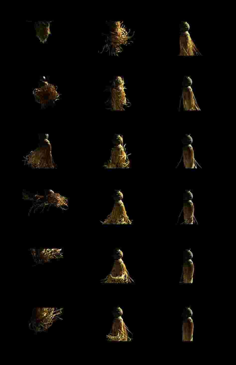 Who knew the common tassel moved like a dancer? jmleamon2010