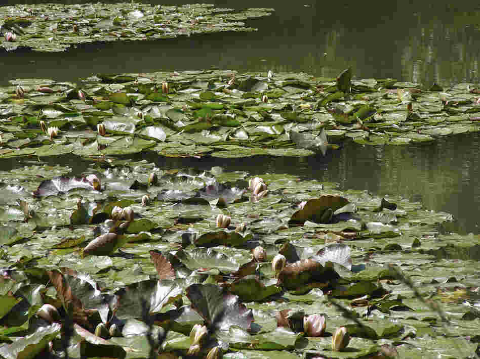 A closer view of the water lilies in the gardens surrounding Monet's home in Giverny. Monet made his garden, now a popular tourist attraction, with the help of his family and six gardeners. 