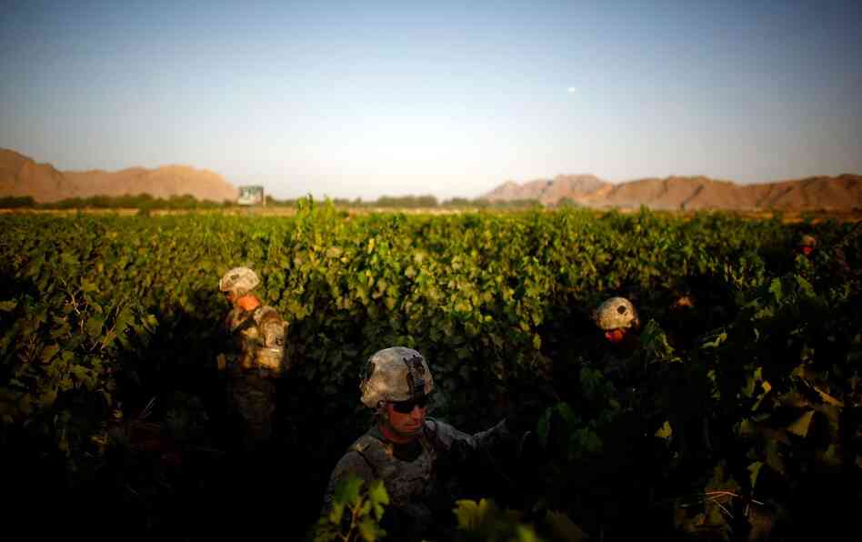Sgt. Christopher Cook (center) navigates a field of grapevines, avoiding a heavily traveled path. The 101st Airborne Division's task is to secure a 16-mile long swath of lush orchards and fields, north and west of the city of Kandahar.