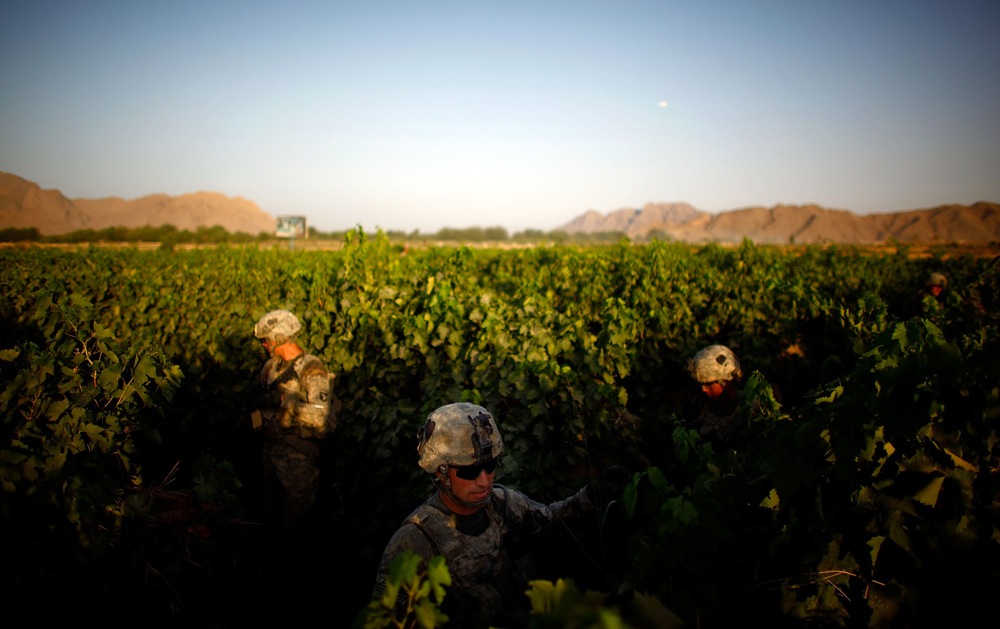 Sgt. Christopher Cook (center) navigates a field of grapevines, avoiding a heavily traveled path. The 101st Airborne Division's task is to secure a 16-mile long swath of lush orchards and fields, north and west of the city of Kandahar.