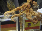 Paul the octopus chooses Spain to beat Germany Paul the octopus chooses Spain to beat Germany