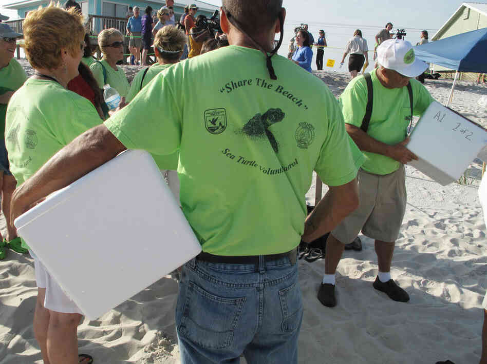 Volunteers ready special foam containers used to pack up sea turtle eggs being excavated from a nest in Gulf Shores, Ala. Federal officials plan to move up to 800 nests from Alabama and northern Florida to protect hatchlings from oil in the Gulf.