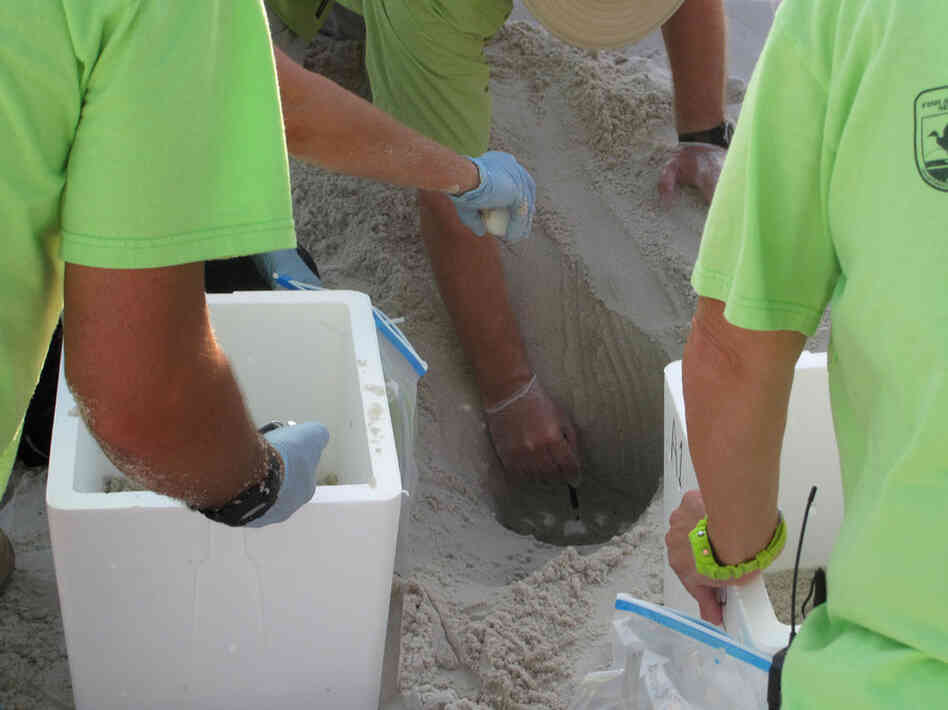 The turtle eggs are about the size of a ping-pong ball. Each egg is marked with a grease pencil to indicate which side should face up before it is moved from its sandy nest into its travel container.