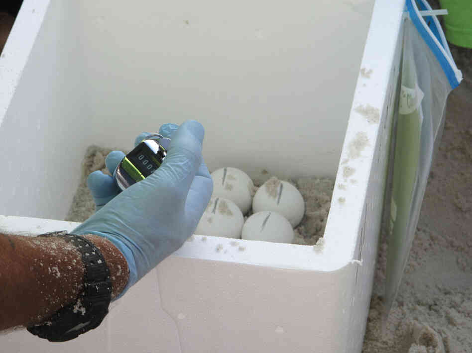 The eggs are layered with moist sand to cushion their journey. Share the Beach volunteers use counters to make sure all 127 eggs from this loggerhead nest are accounted for.