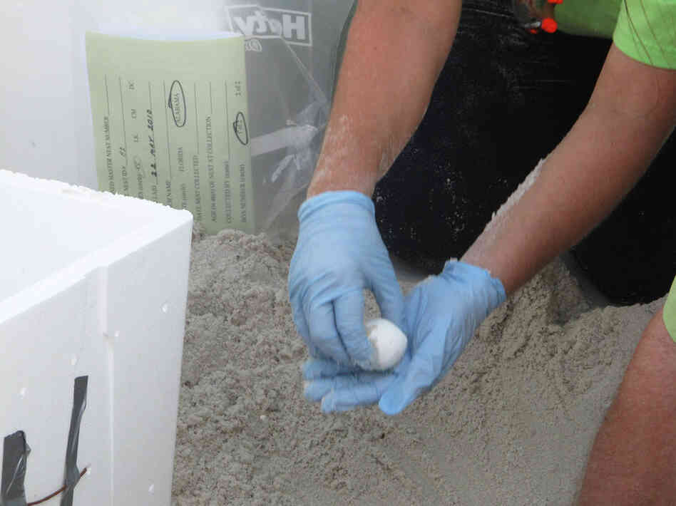 Volunteer Sherry Parks gently moves a fragile egg. The nest was 50 days old, so the eggs are close to being ready to hatch.
