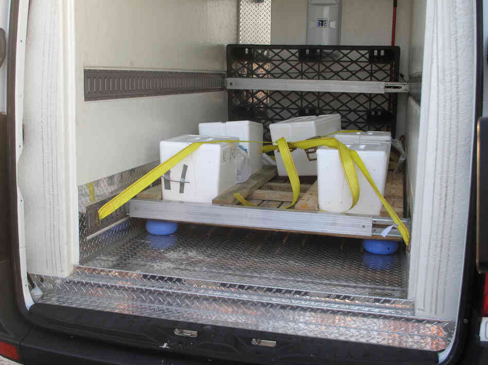 The sea turtle egg containers are strapped into special tracks in a FedEx Custom Critical temperature-controlled van.