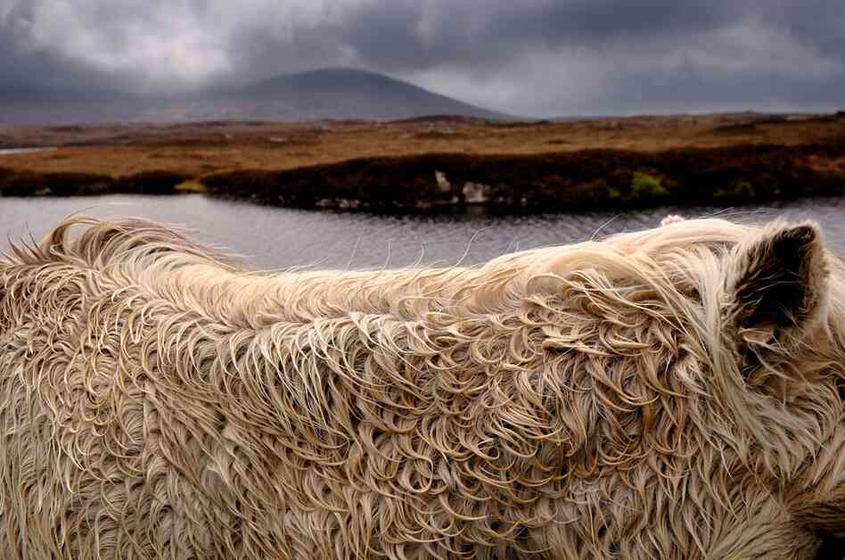 Wild pony on a Scottish moor 
