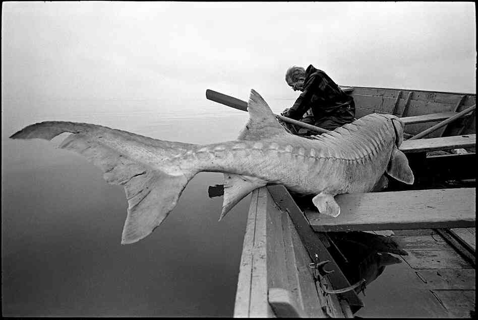 An old man of the river takes a break after landing a 12-foot-long sturgeon 