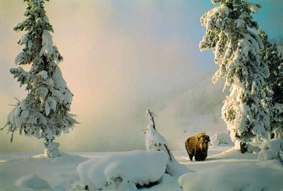 Yellowstone National Park in winter 