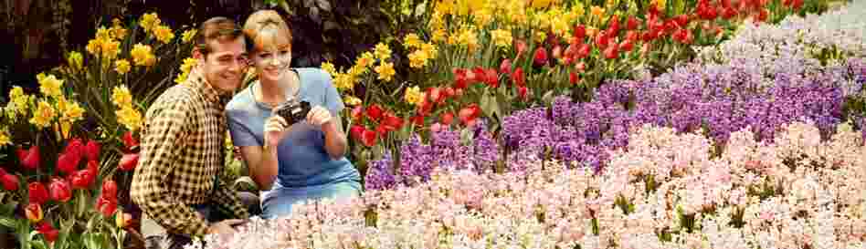 Young couple and tulips, Sterling Forest Gardens, Tuxedo, N.Y. Displayed 1964 