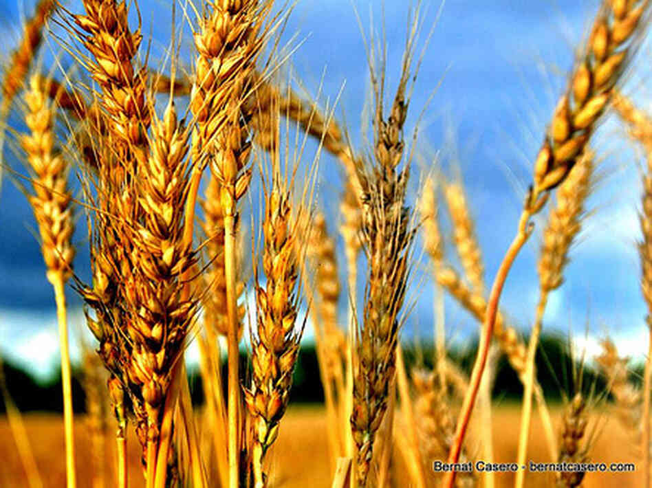 wheat wheat