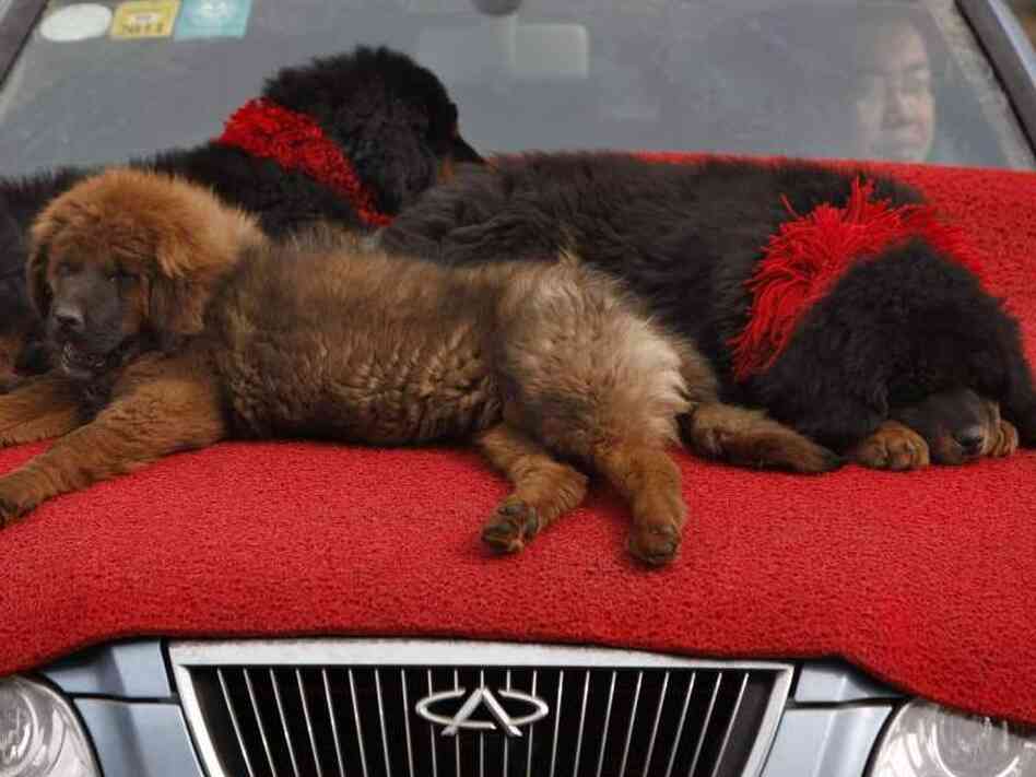 Tibetan mastiff puppies Tibetan mastiff puppies