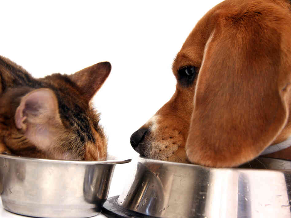 Cat and dog eat from chrome bowls. Cat and dog eat from chrome bowls.