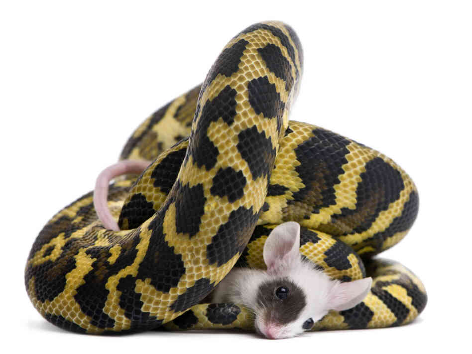 Python eats a mouse Python eats a mouse