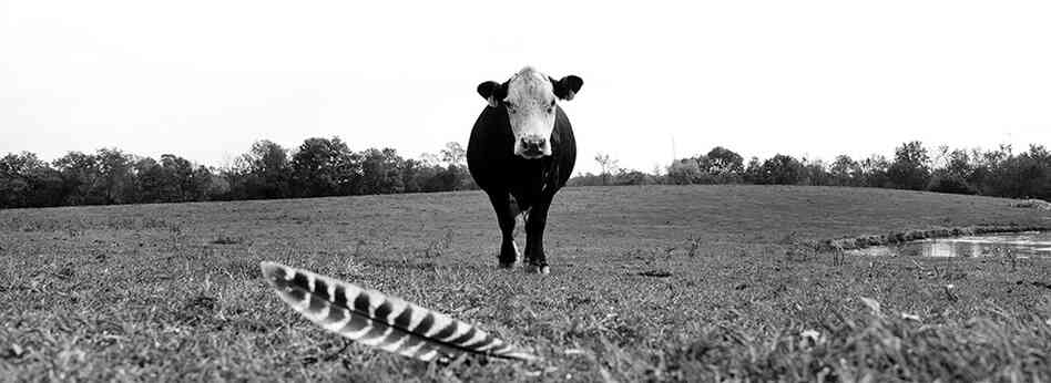 One of Mike Meyers' beef cows and a wild turkey feather.