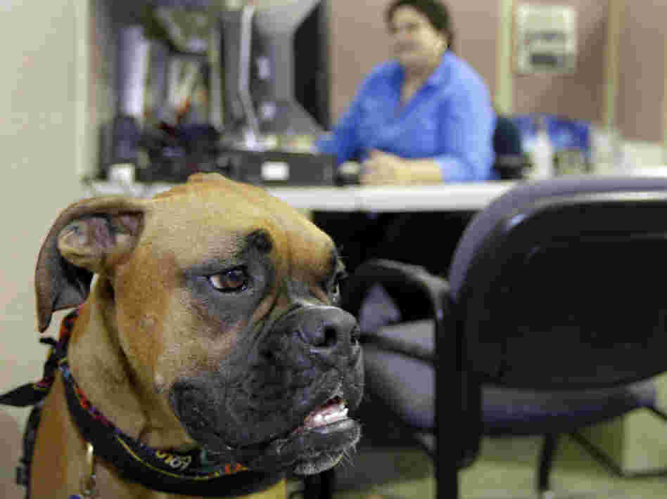 workplace dog workplace dog