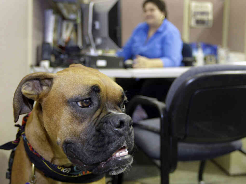 workplace dog workplace dog