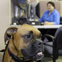 workplace dog workplace dog