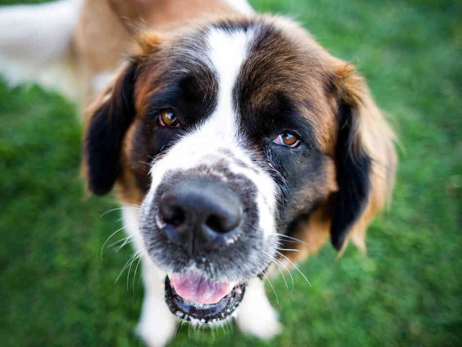 St. Bernard dog St. Bernard dog