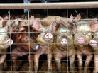 hogs hogs