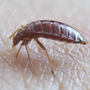 A bedbug. Jiří Humpolíček/Wikimedia Commons