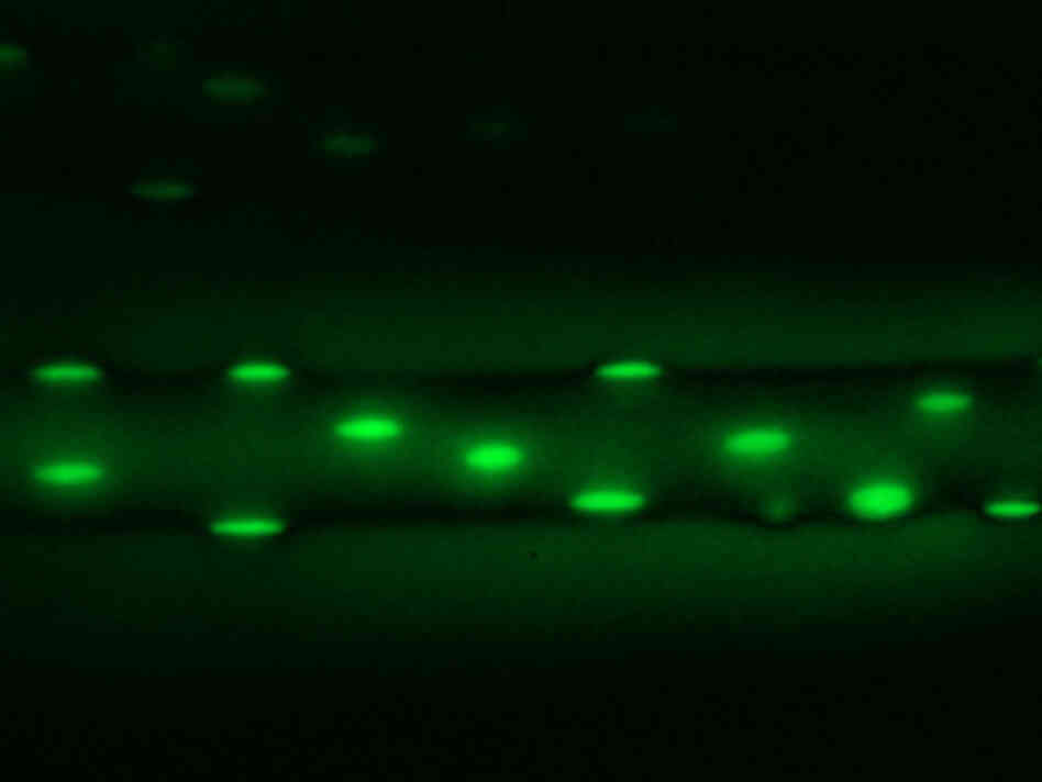 A muscle fiber from the mice showing nuclei A muscle fiber from the mice showing nuclei