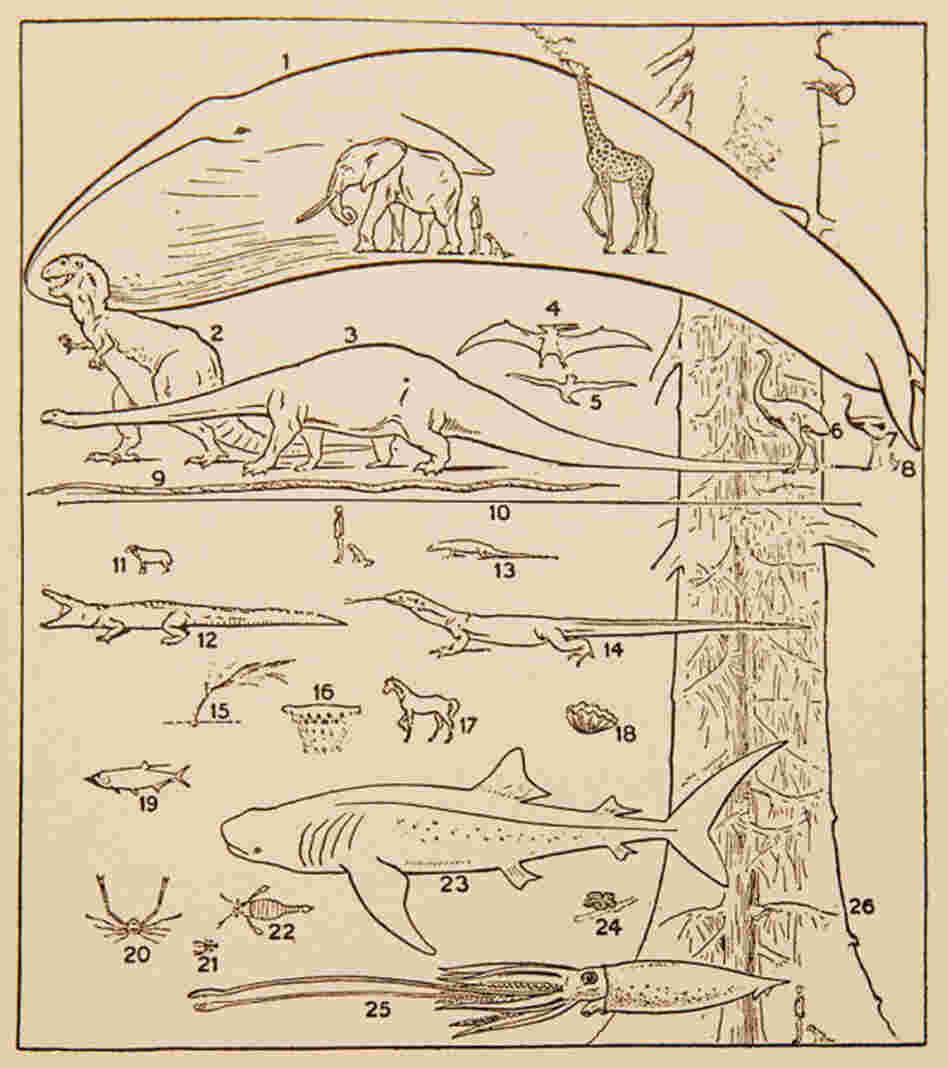 The sizes of organisms The sizes of organisms