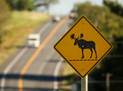 Moose crossing sign along Rt. 1 near Presque Isle, Maine. Carl D. Walsh For NPR Moose crossing sign along Rt. 1 near Presque Isle, Maine. Carl D. Walsh For NPR