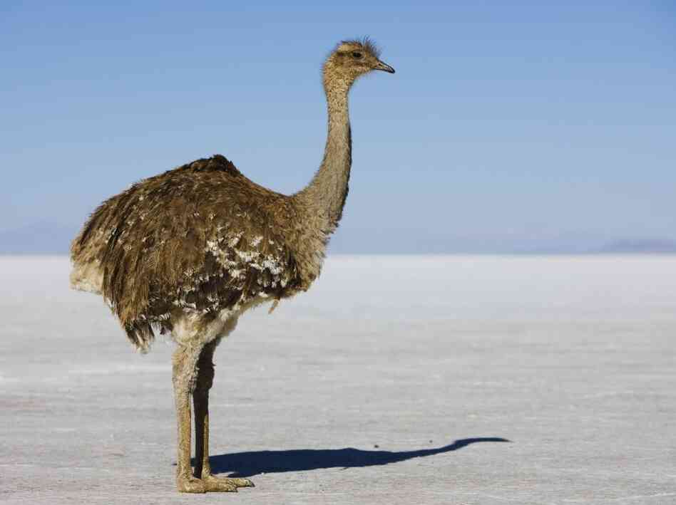 Darwin's rhea standing on salt flat