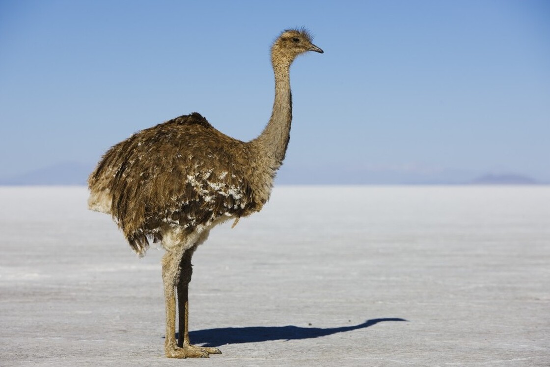 Darwin's rhea standing on salt flat