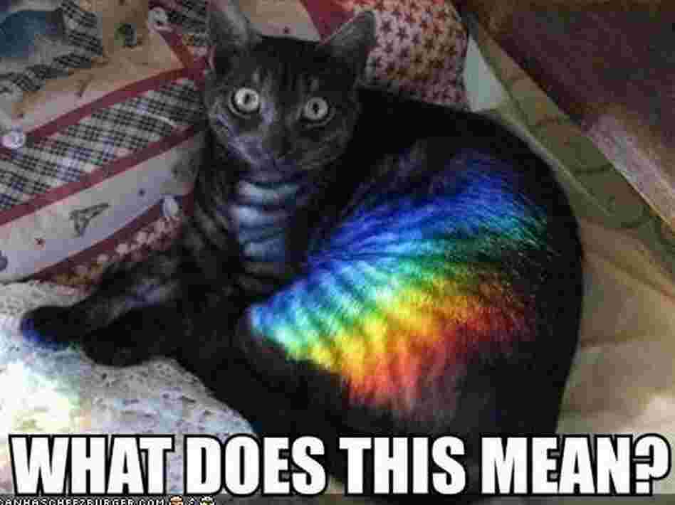 Cat on LolCats Cat on LolCats