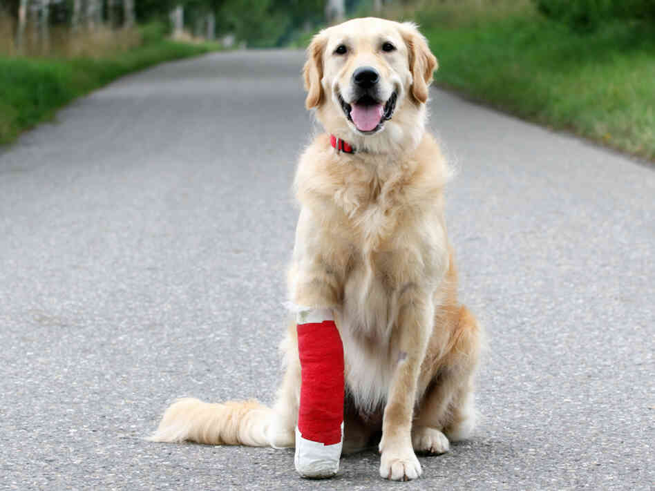 Golden retriever with broken leg sits in road. Golden retriever with broken leg sits in road.