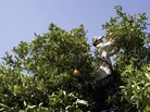 A migrant worker picks oranges. A migrant worker picks oranges.