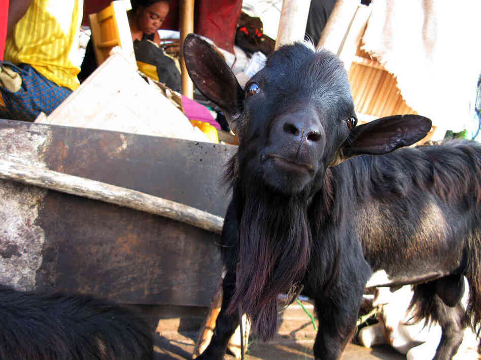 goat on board barge goat on board barge