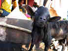 goat on board barge goat on board barge