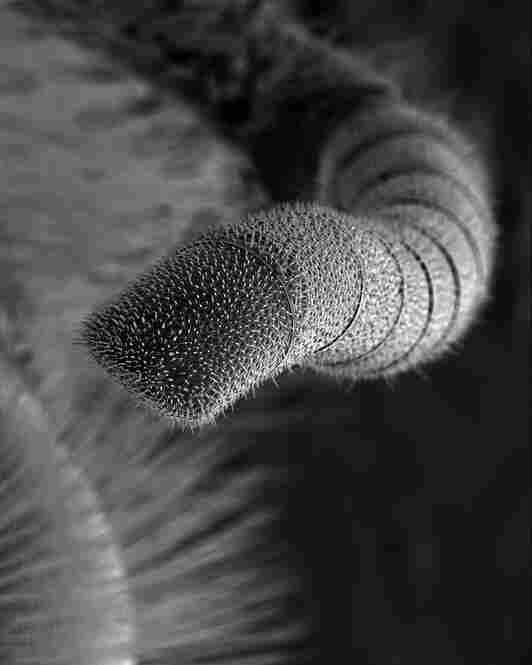 antenna 130xThe front section of the antenna is the flagellum. It is connected to the scape at the pedicel. The flagellum is made up of ringed subdivisions, providing flexibility in movement so that the bee can pick up sensory signals all around.
