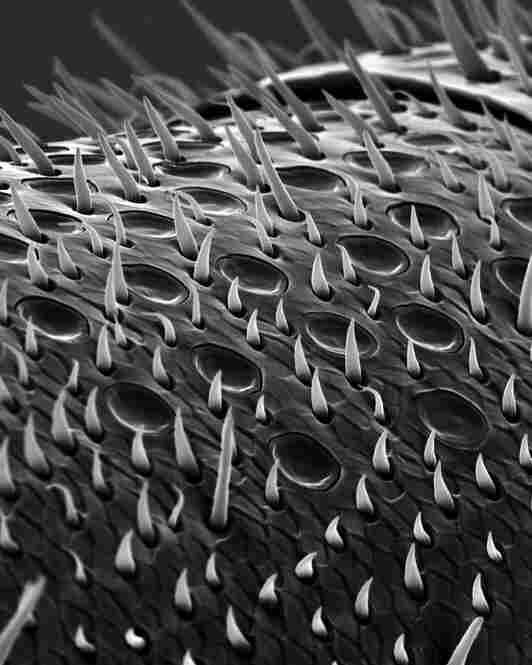 antenna 900xPlate and peg sensilla of the flagellum.