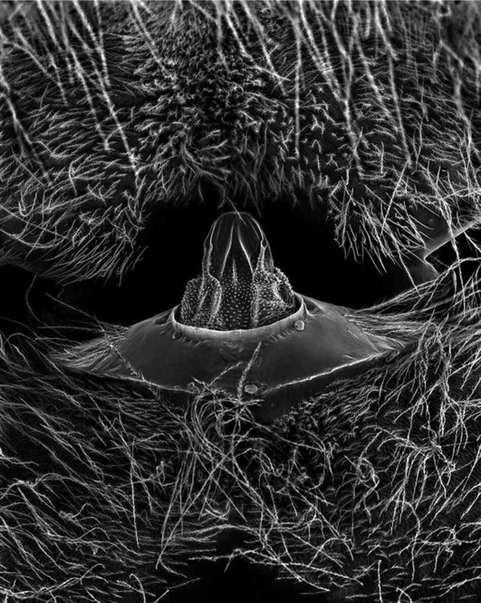 abdomen 70xThe abdomen is divided into the propodeum (first segment) and the metasoma (the remaining segments) at the petiole (a narrow constriction). This is a seldom-seen view of the end of the propodeum that is ordinarily hidden (it fits into the opening of the second segment). The petiole enables agile movement of the metasoma for laying eggs, mating, or stinging.