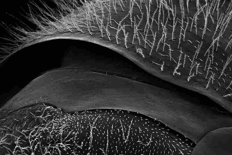 body 75xOne abdominal sclerite (plate) overrides the next.