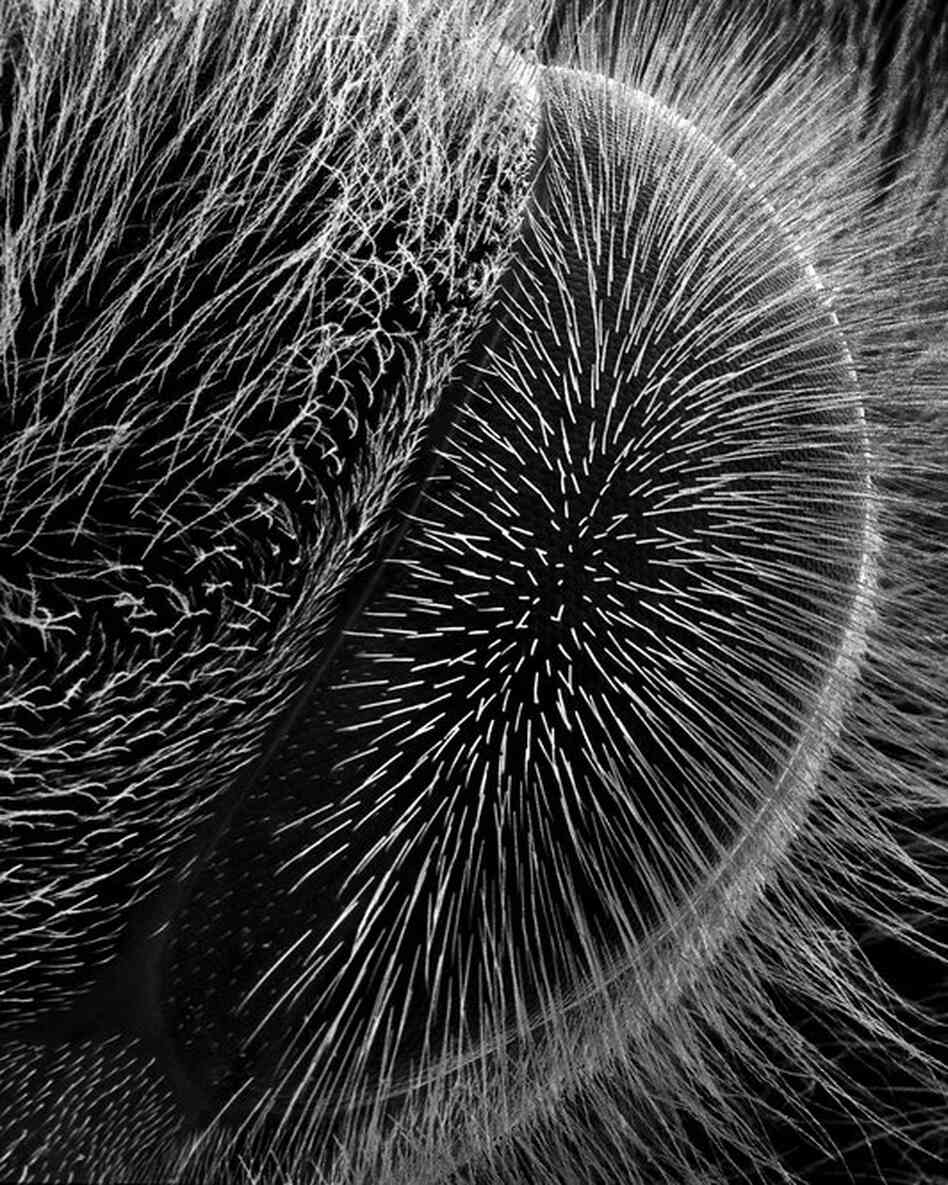 hairy eye 70xHairy eyes are only found among a few of the twenty thousand species of bees.
