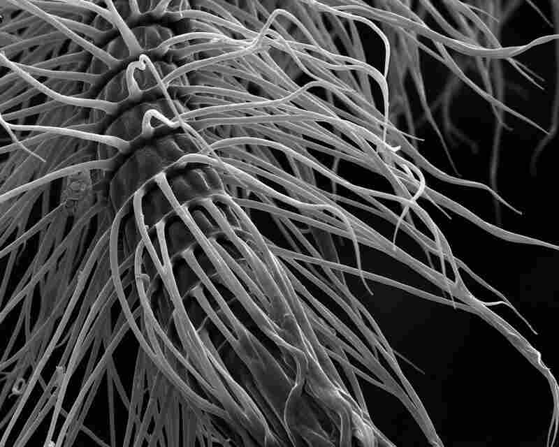 glossa (tongue) 430x