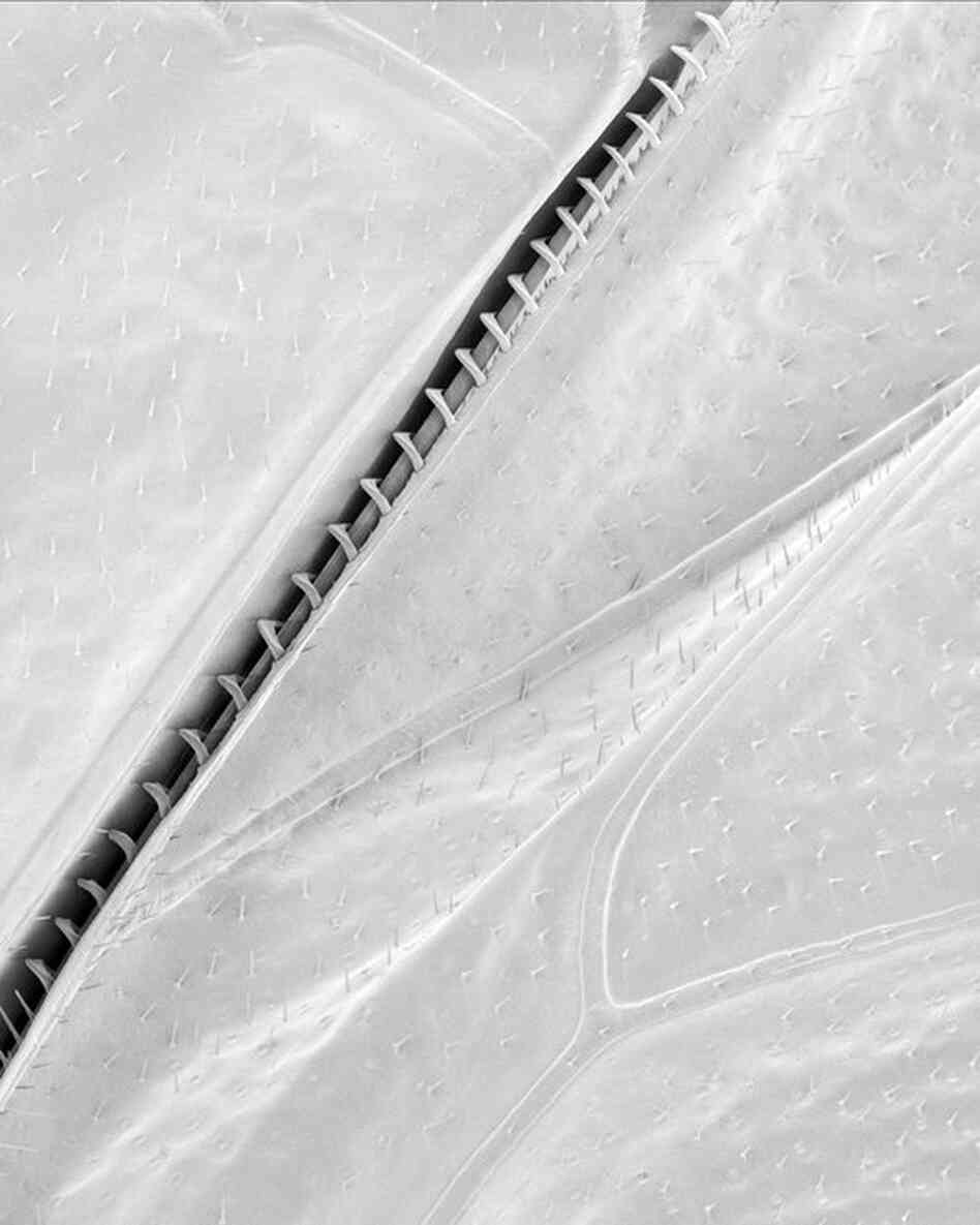wing hooks 86xThe top edge of the hind wing has hooks called hamuli which catch on a fold at the bottom edge of the forewing; this interaction allows the two wings to function as one during flight. At rest the hamuli slip out, and the wings disconnect, each folding separately over the back.