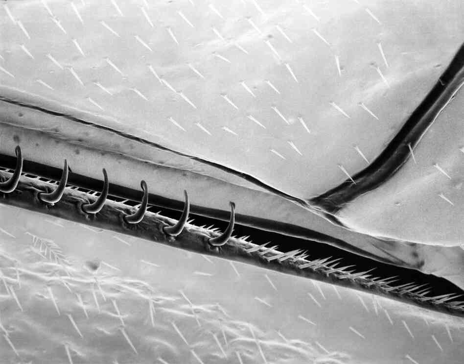 wing 170xAnother view of the hamuli attaching to the wing fold.