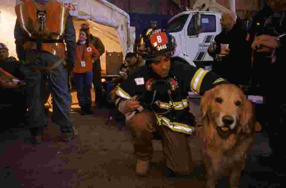 Nikie, a therapy dog from the K-9 Disaster Relief organization, with a fireman from Ladder Company 8, Tribeca, New York City