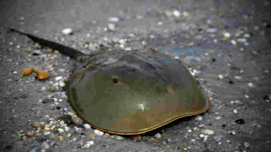 A horseshoe crab. A horseshoe crab.